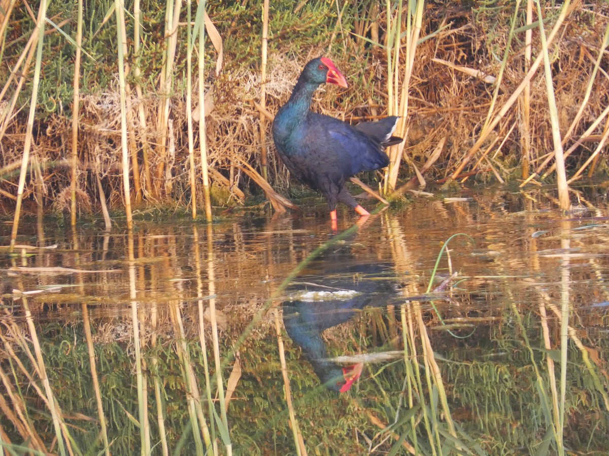 Western Swamphen - ML640566691