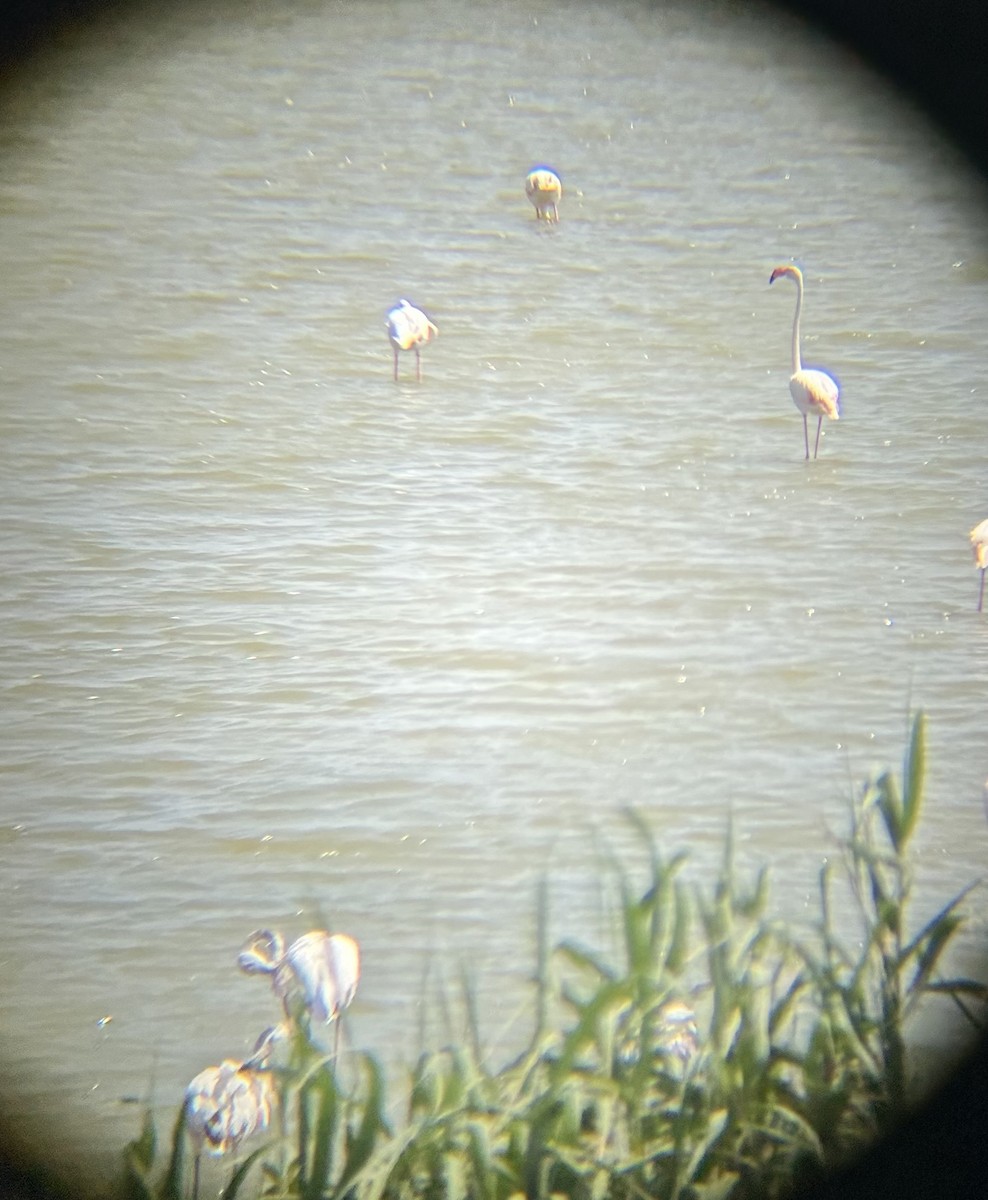 Flamenco Común - ML640566718