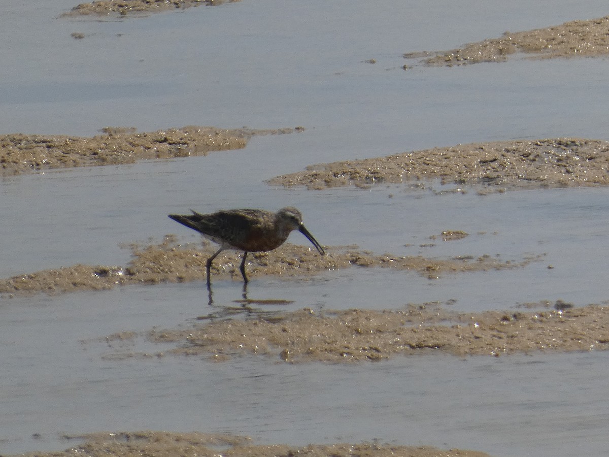 Curlew Sandpiper - ML640566734