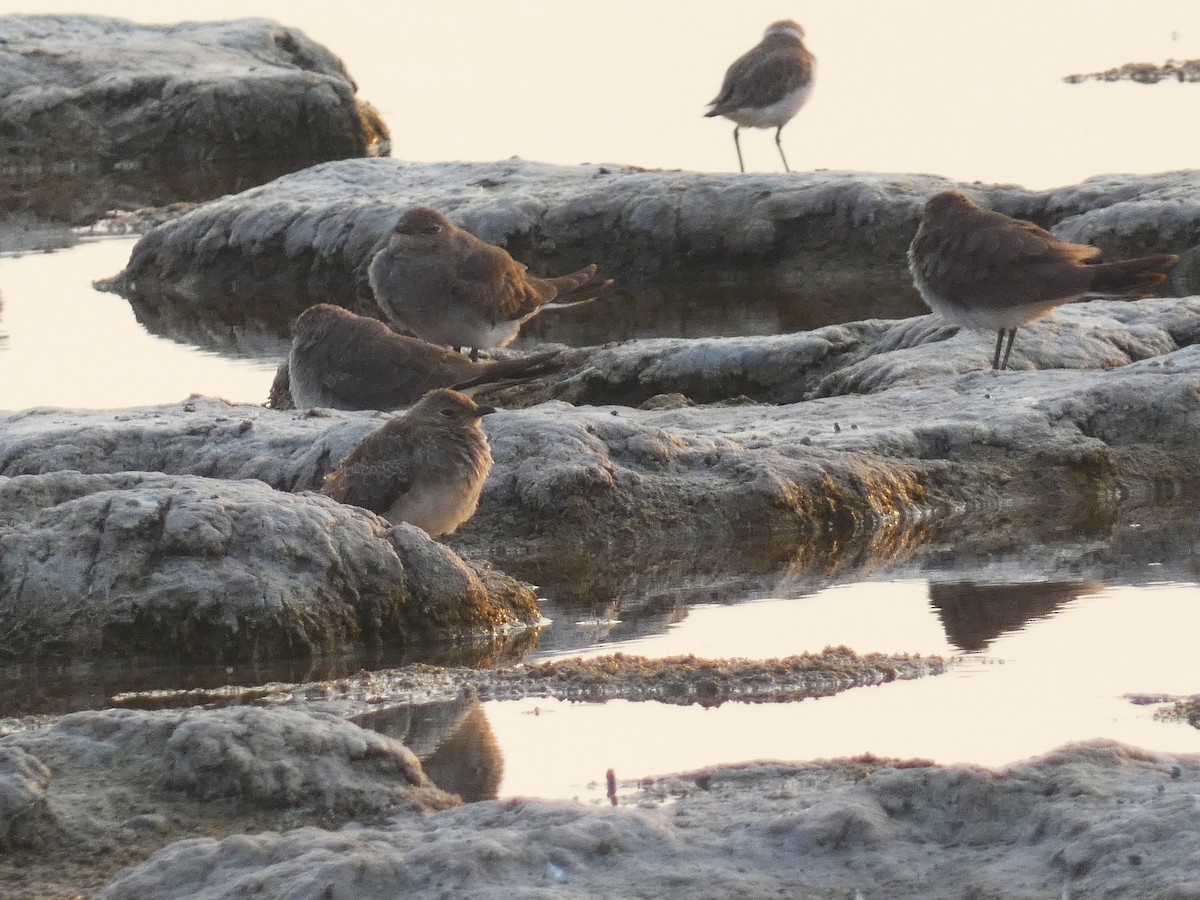 Collared Pratincole - ML640566751