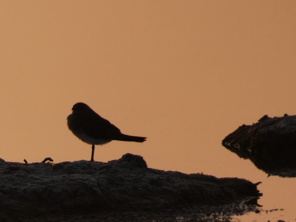 Collared Pratincole - ML640566752