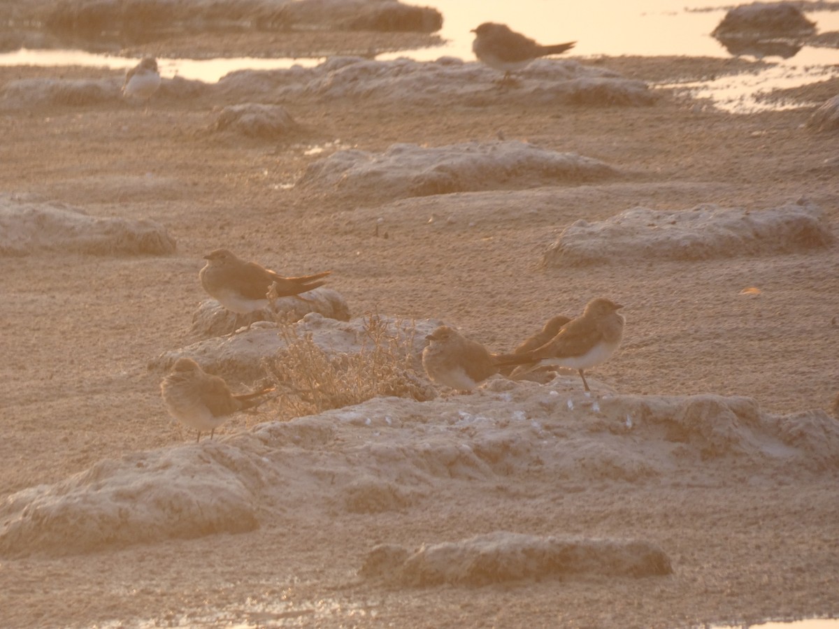 Collared Pratincole - ML640566753