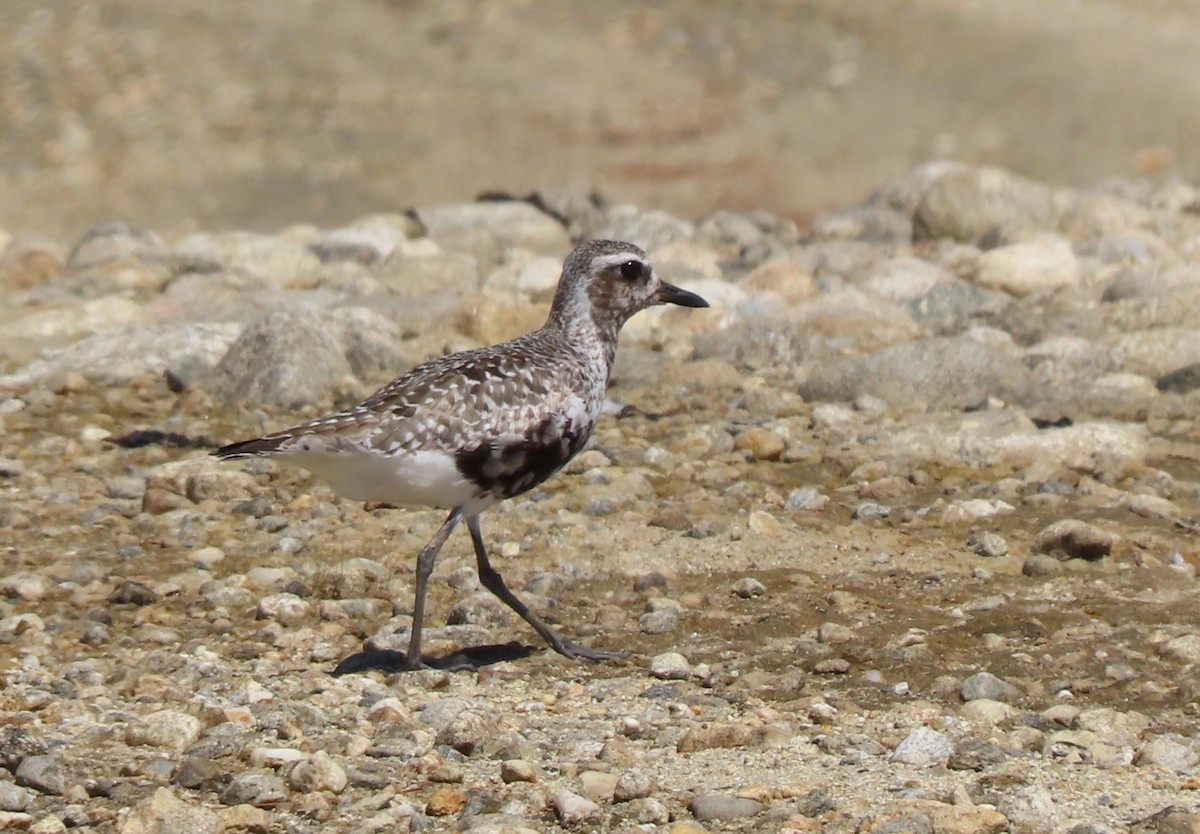 Black-bellied Plover - ML640566754