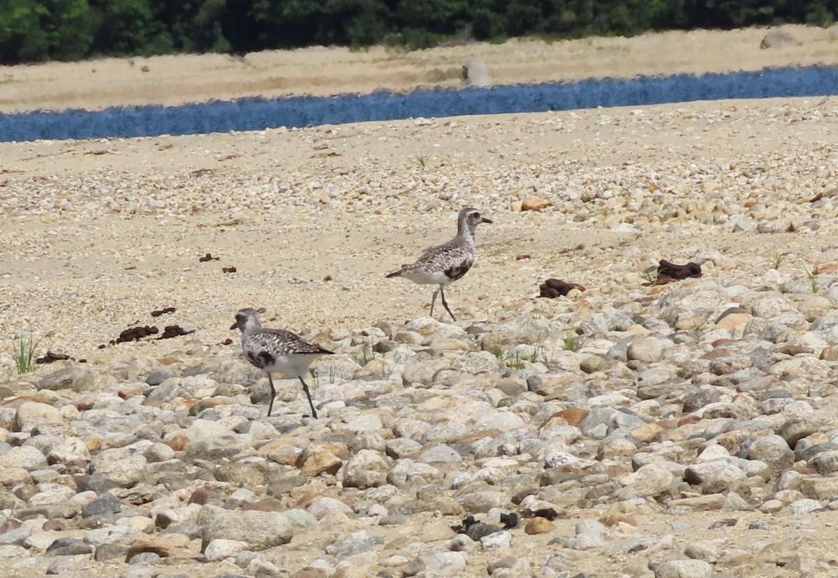 Black-bellied Plover - ML640566755