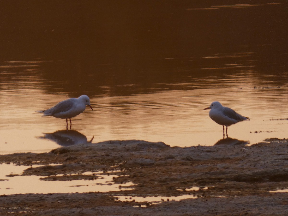 Slender-billed Gull - ML640566767