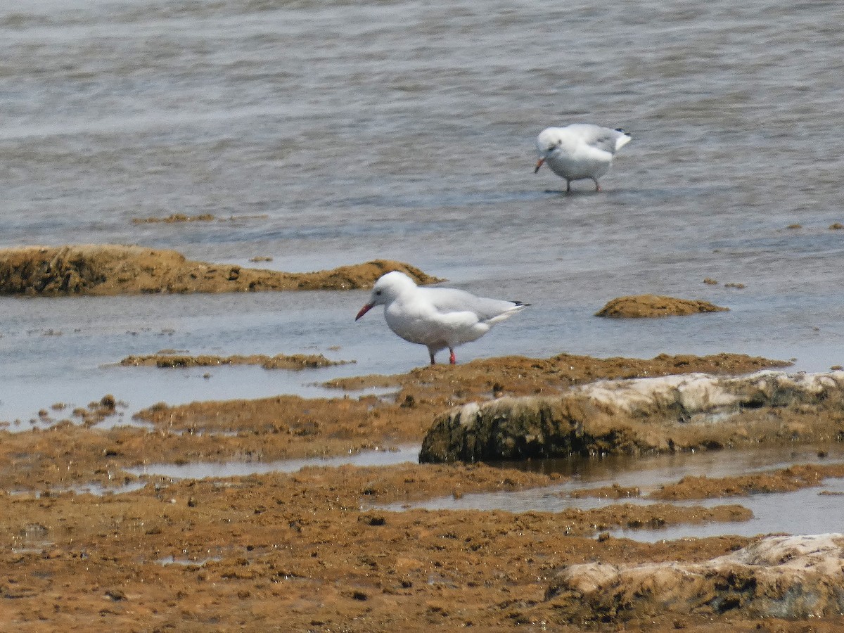Slender-billed Gull - ML640566768