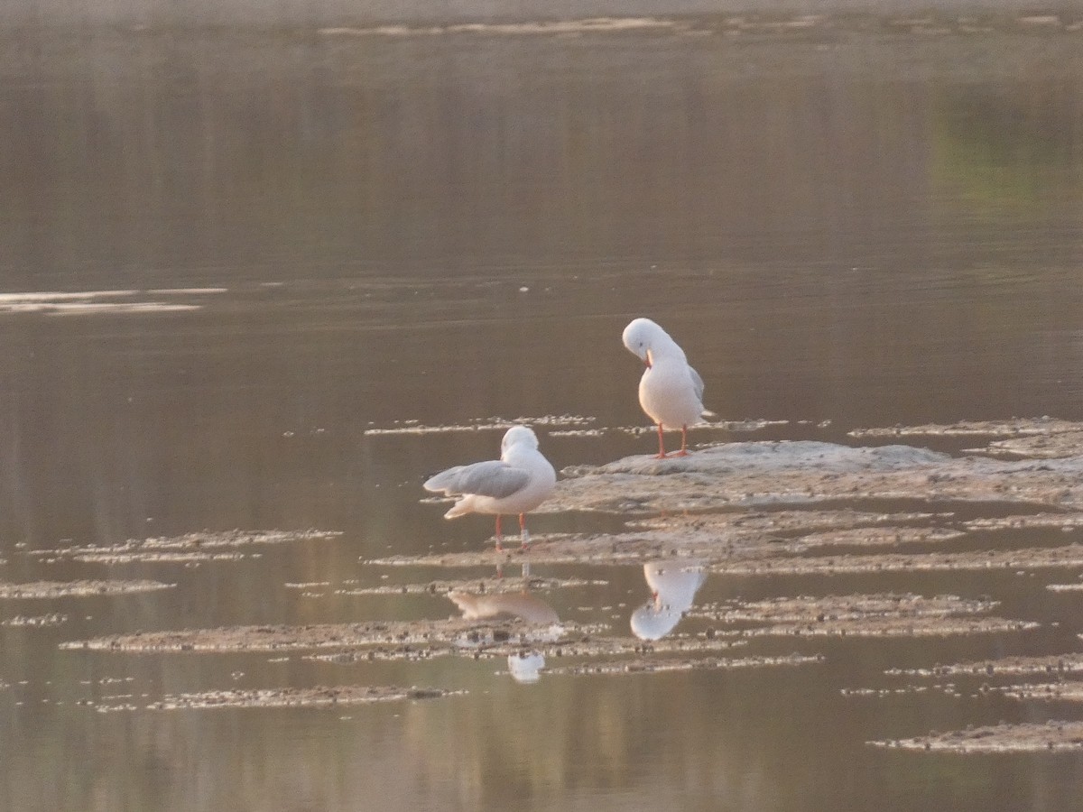 Slender-billed Gull - ML640566771