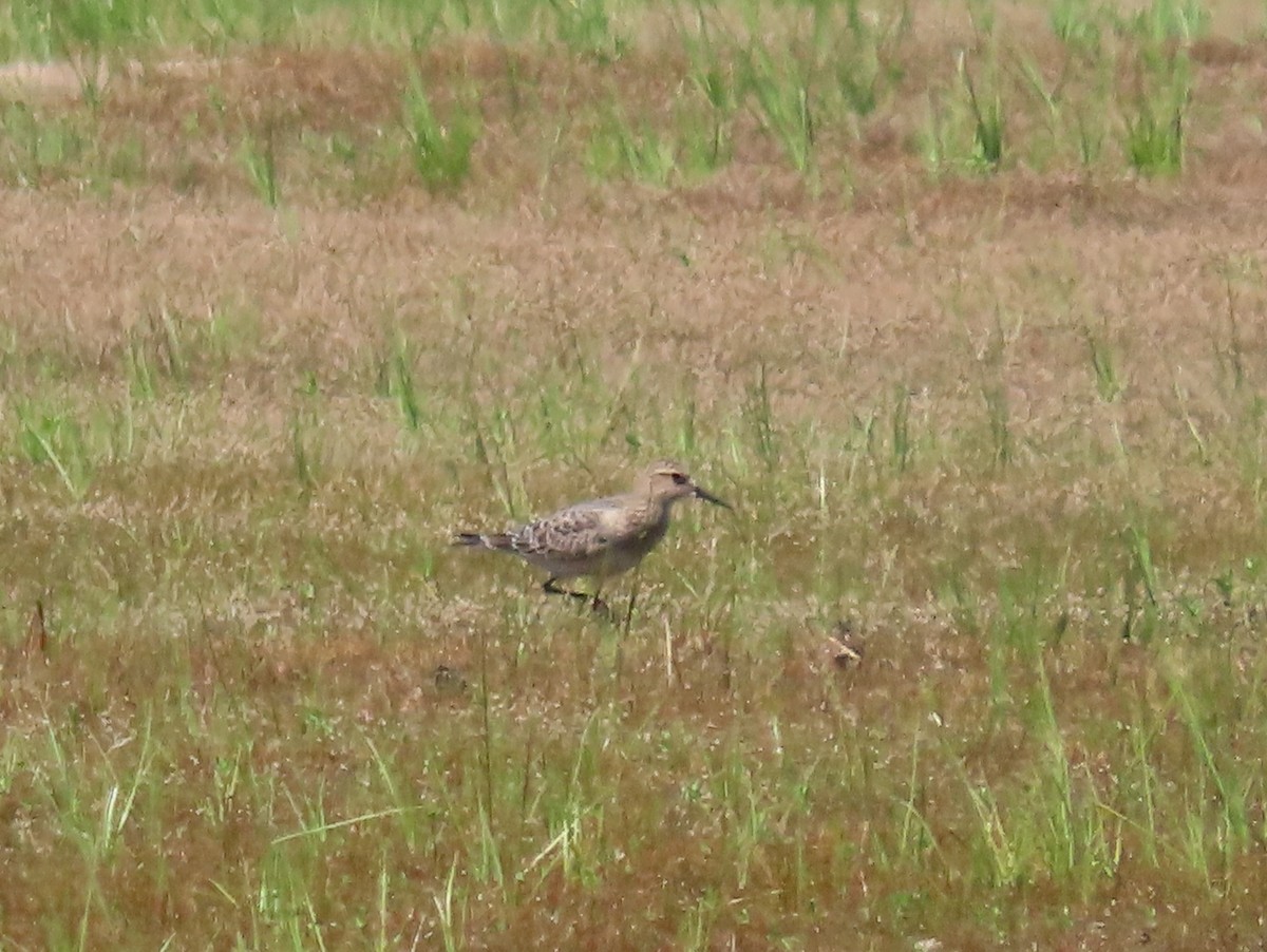 Baird's Sandpiper - ML640566776