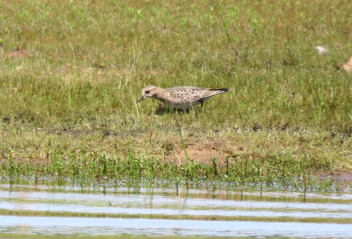 Baird's Sandpiper - ML640566777