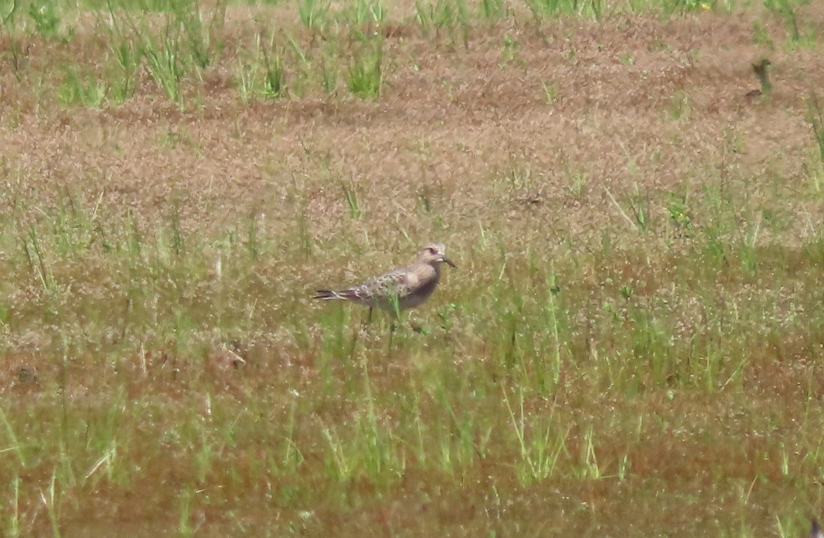 Baird's Sandpiper - ML640566778