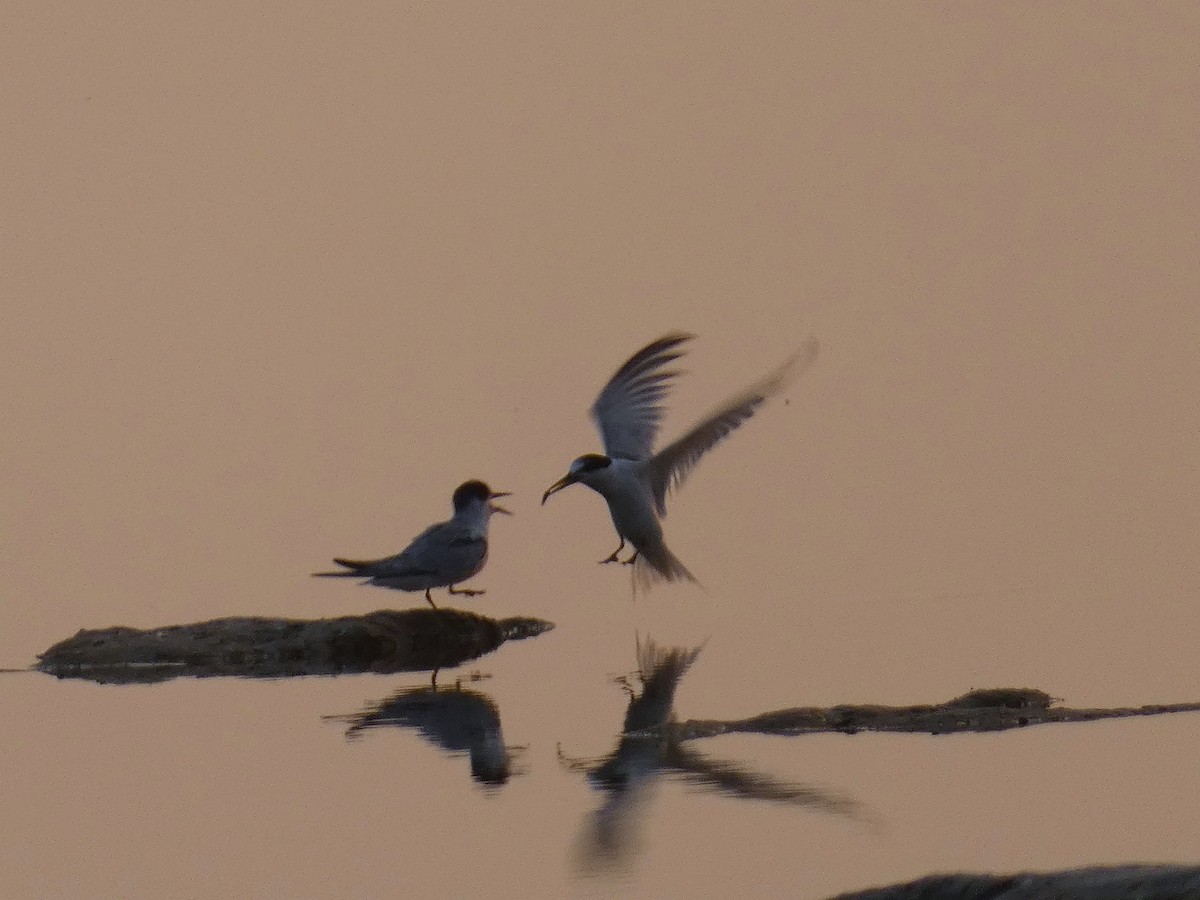 Little Tern - ML640566779