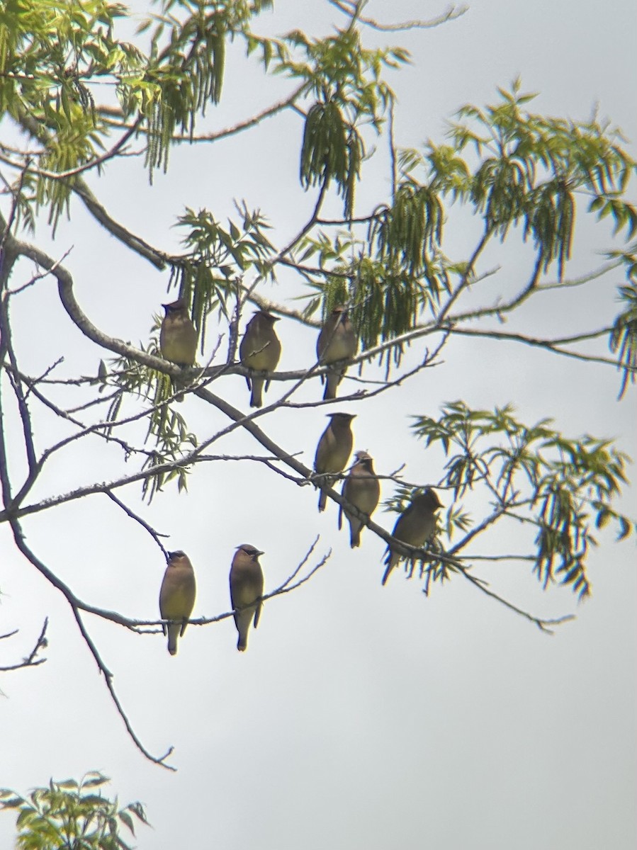 Cedar Waxwing - ML640566790