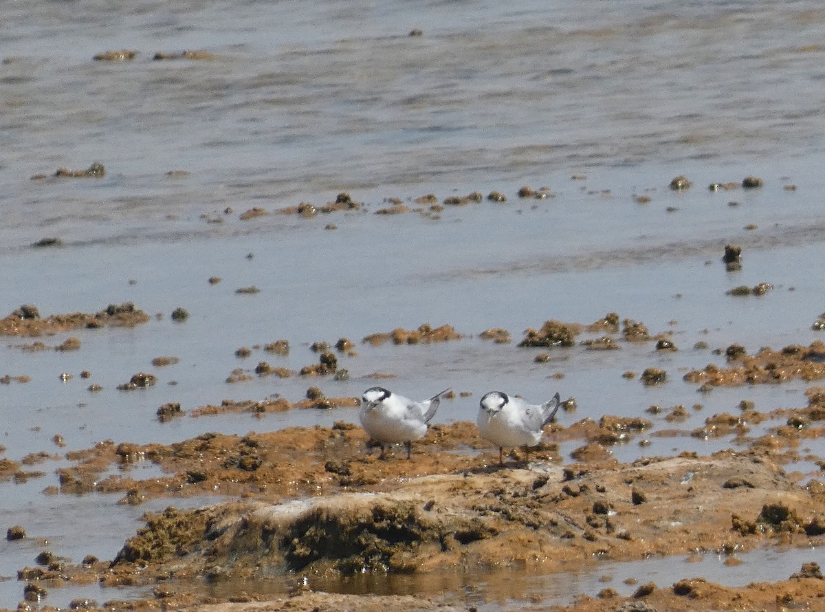 Little Tern - ML640566792