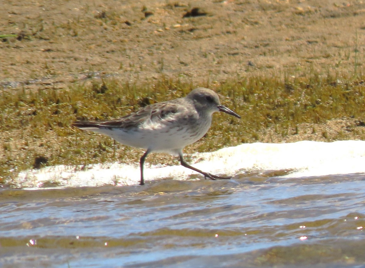 White-rumped Sandpiper - ML640566798