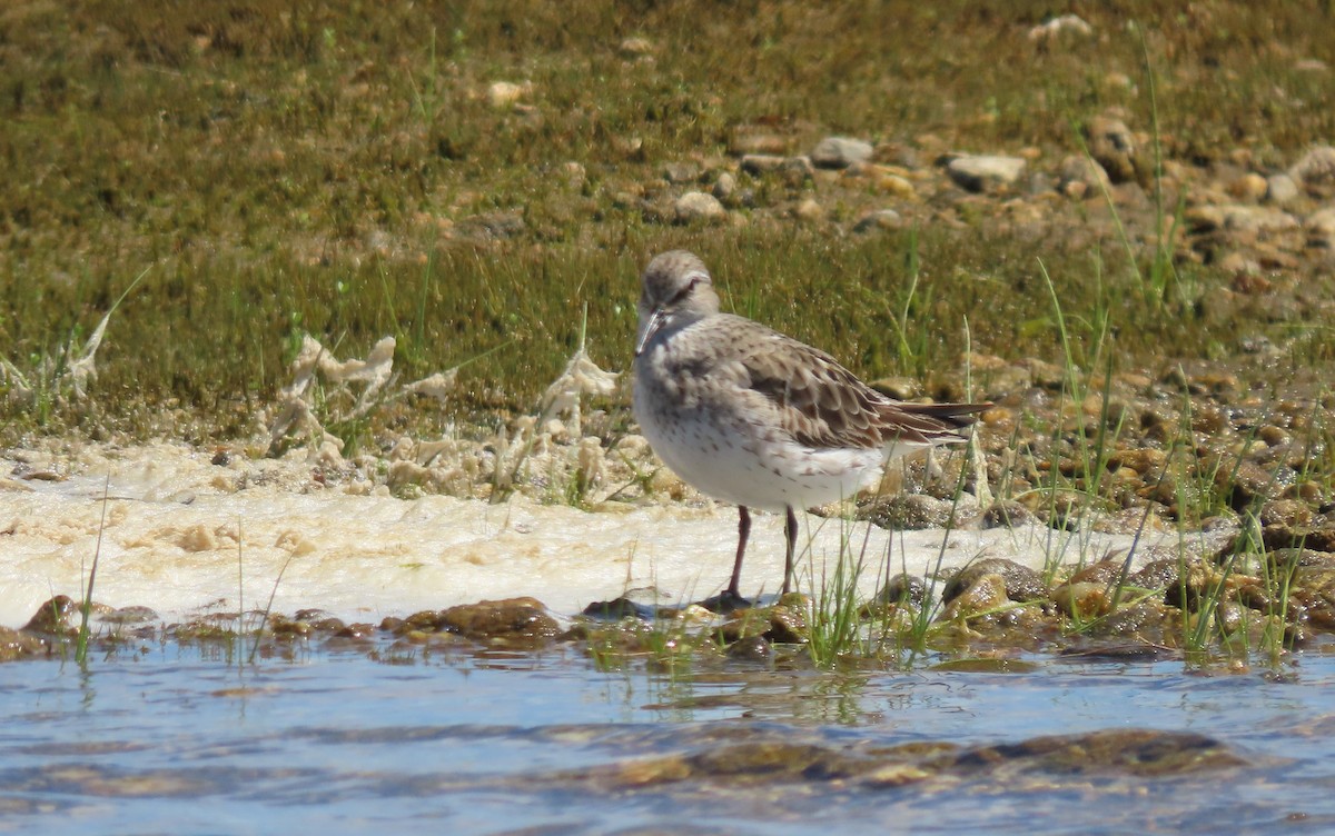 White-rumped Sandpiper - ML640566800