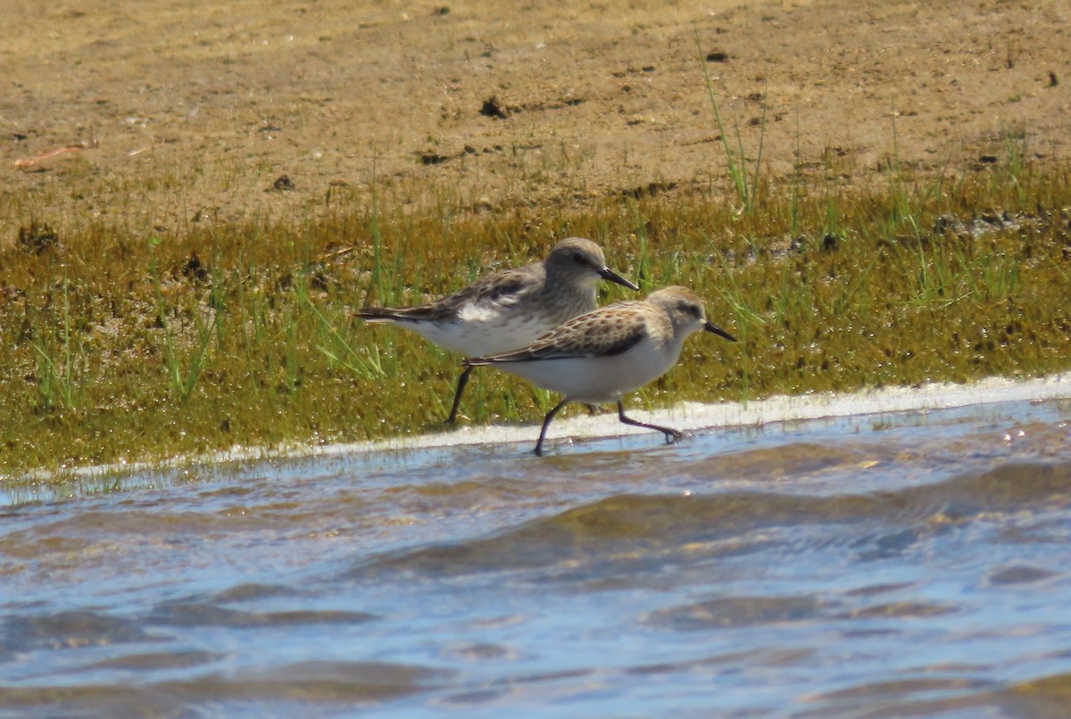 White-rumped Sandpiper - ML640566801
