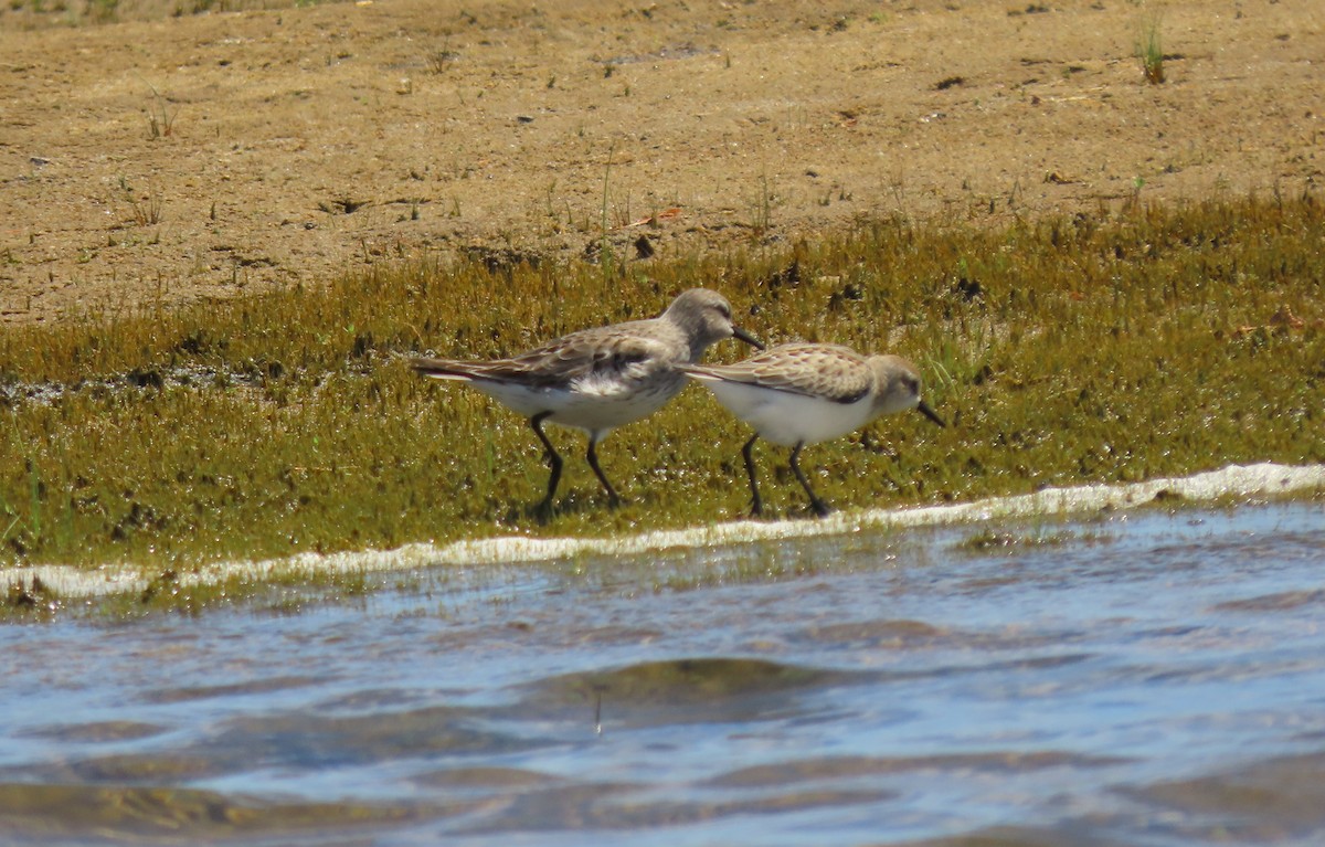 White-rumped Sandpiper - ML640566802