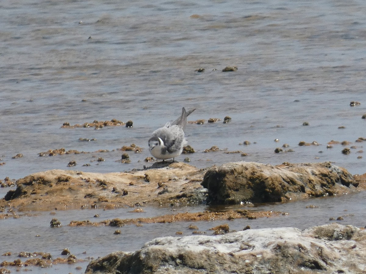 Black Tern - ML640566804