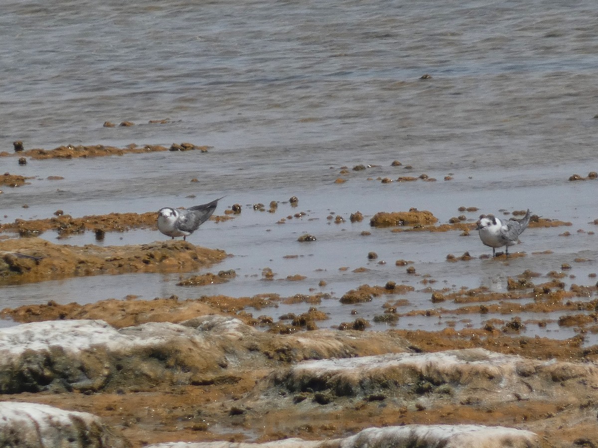 Black Tern - ML640566805