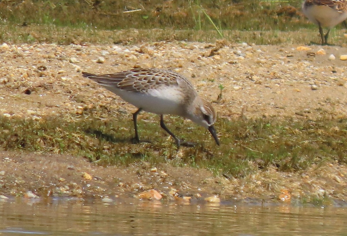 Semipalmated Sandpiper - ML640566811