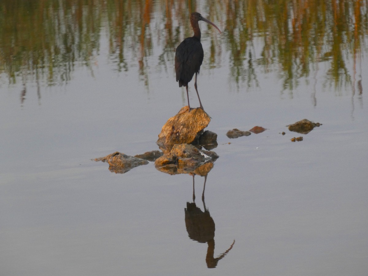 Glossy Ibis - ML640566816