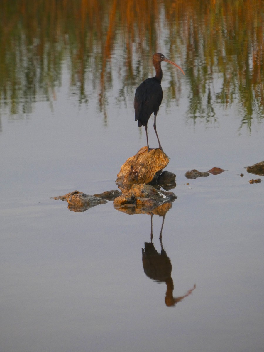 Glossy Ibis - ML640566817