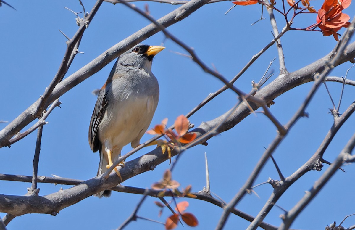 Little Inca-Finch - ML640566828