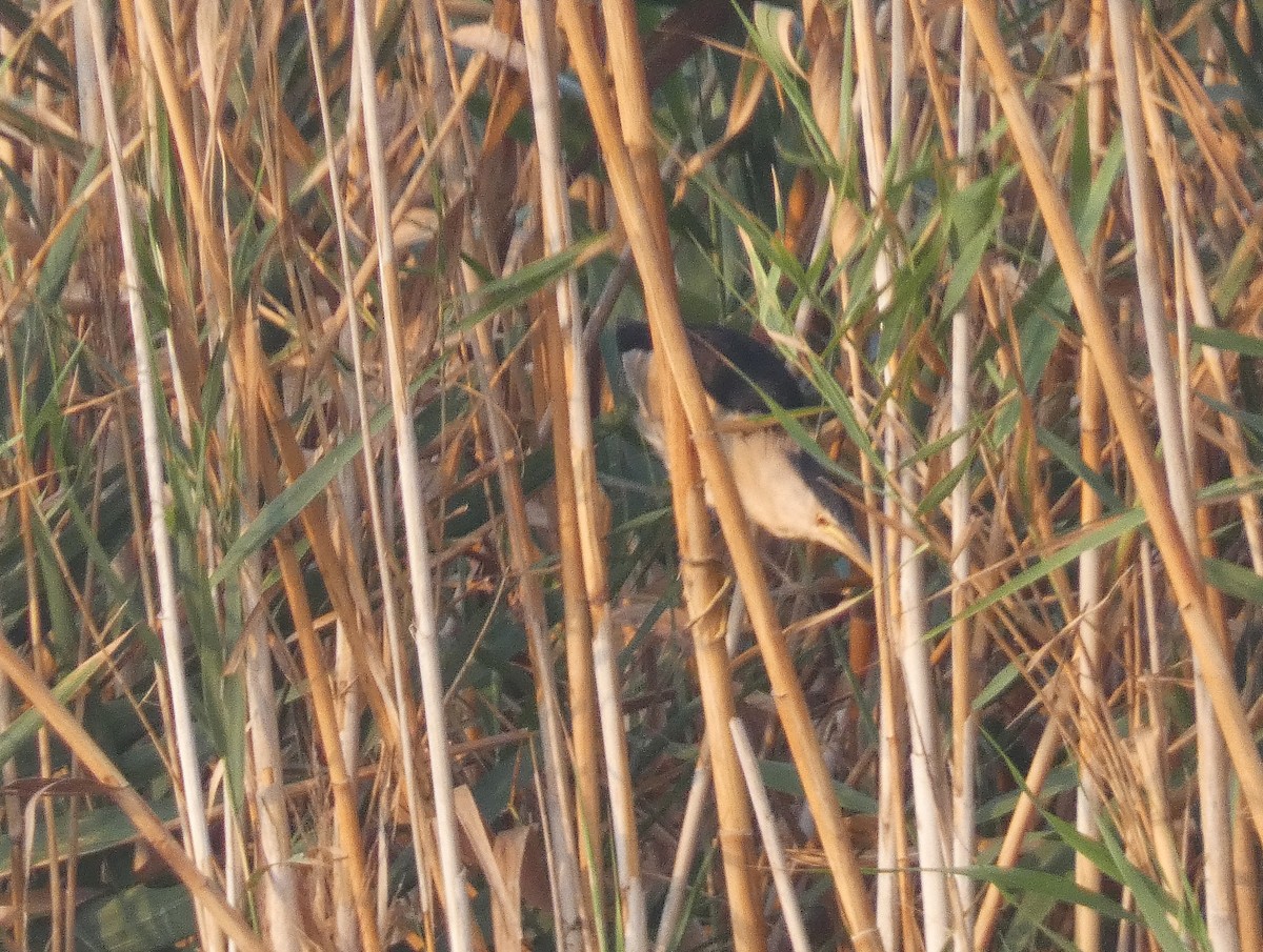 Little Bittern - ML640566829