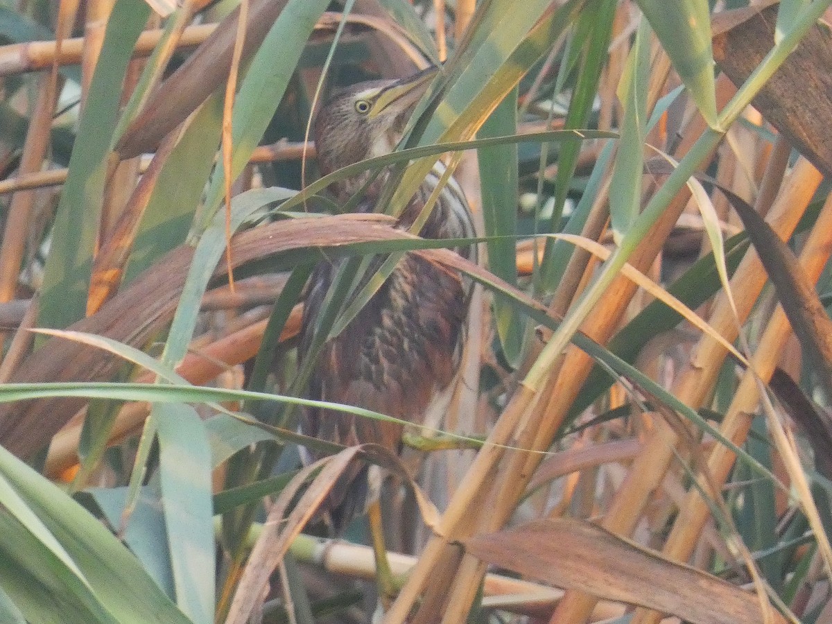 Little Bittern - ML640566830