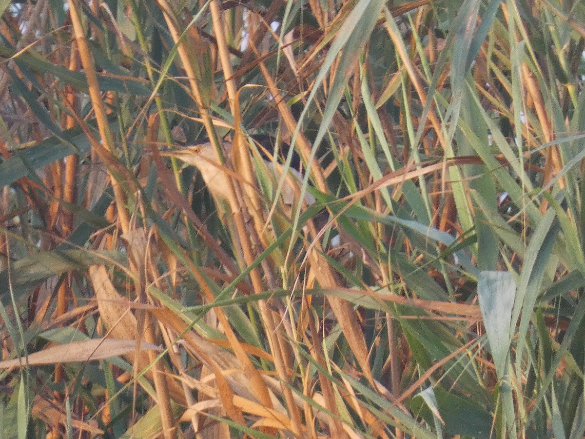 Little Bittern - ML640566831