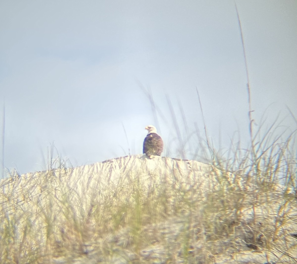 Pigargo Americano - ML640566838