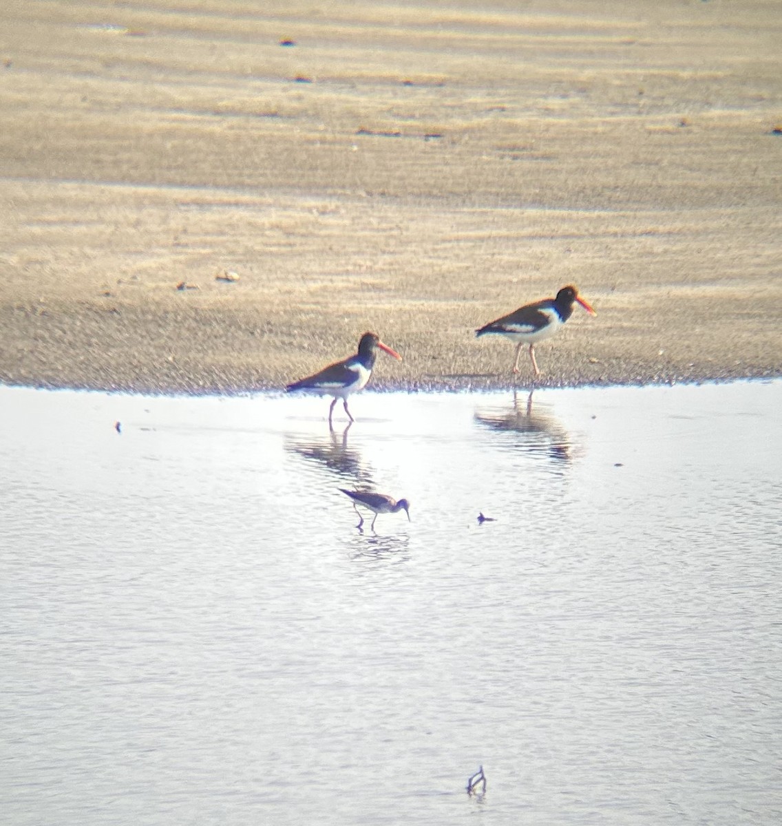 Ostrero Pío Americano - ML640566935