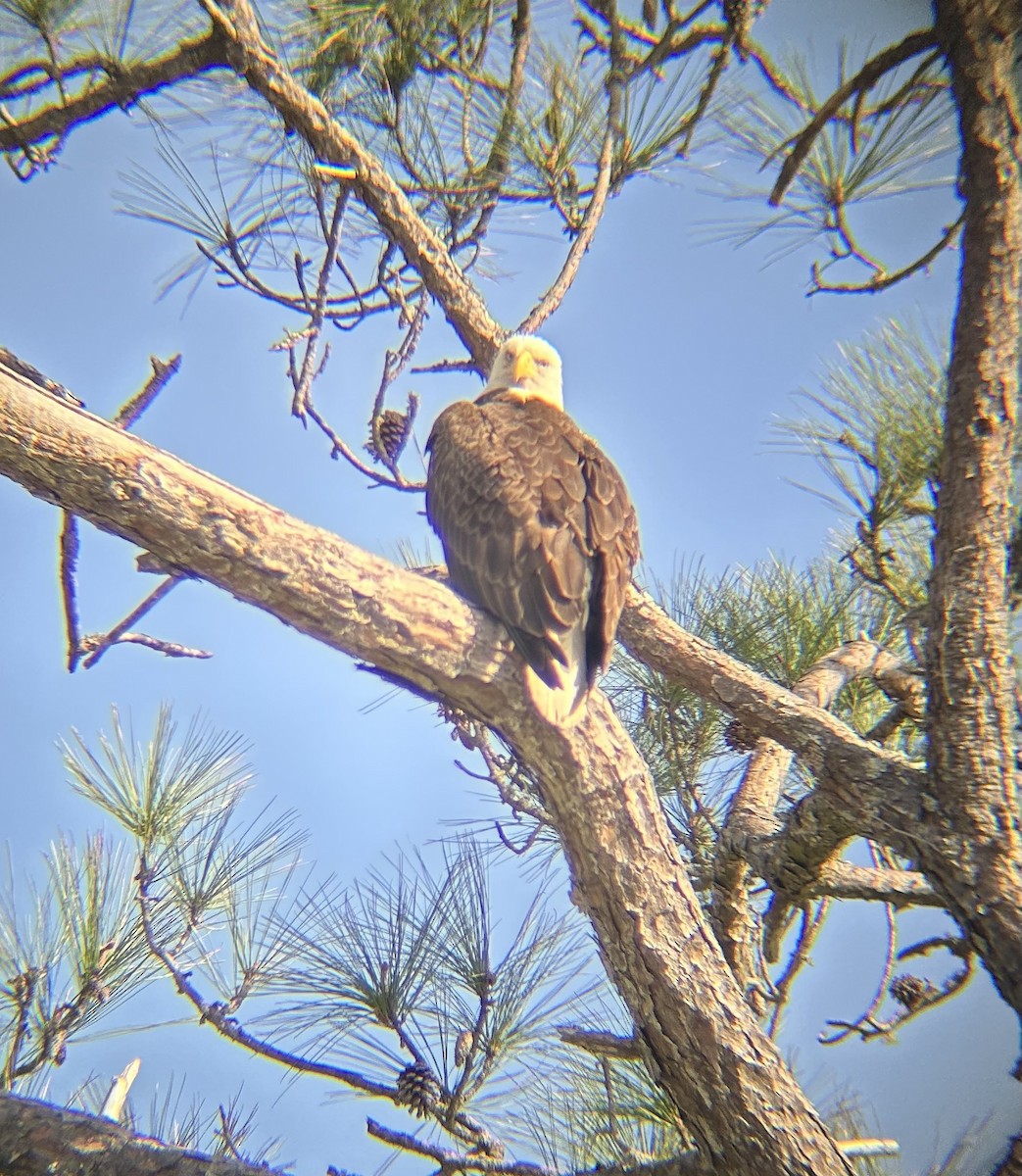 Pigargo Americano - ML640566956