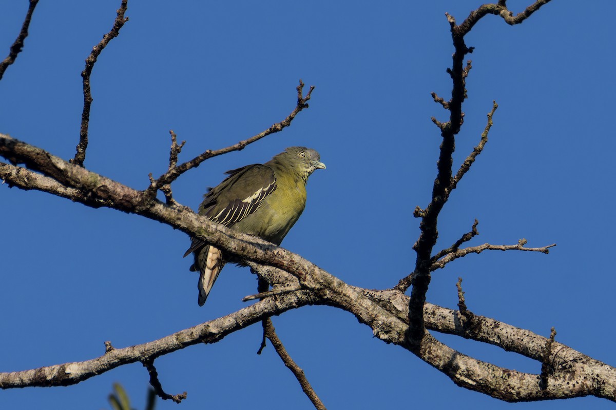Little Green-Pigeon - ML640566959