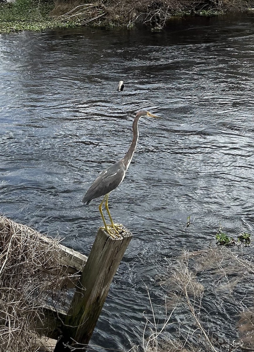 Tricolored Heron - ML640567011