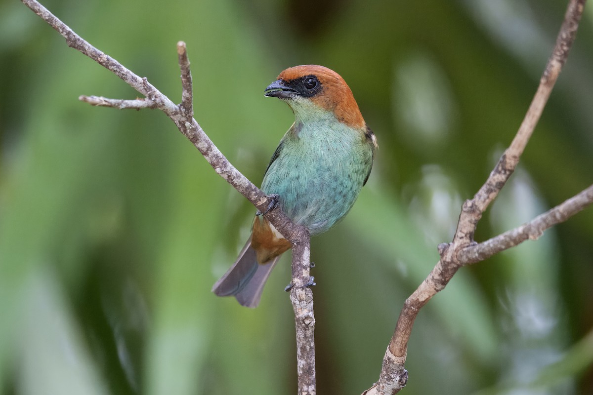 Black-backed Tanager - ML640567018