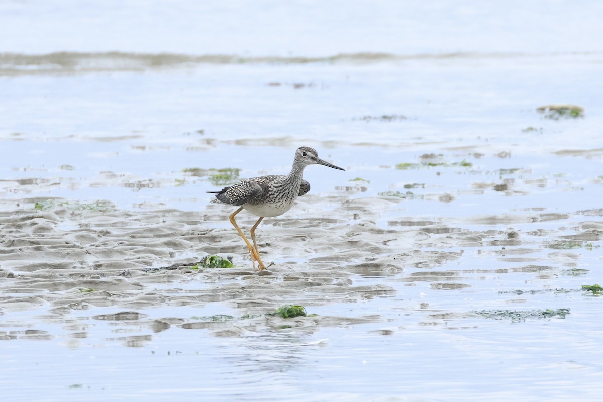 Greater Yellowlegs - ML640567140