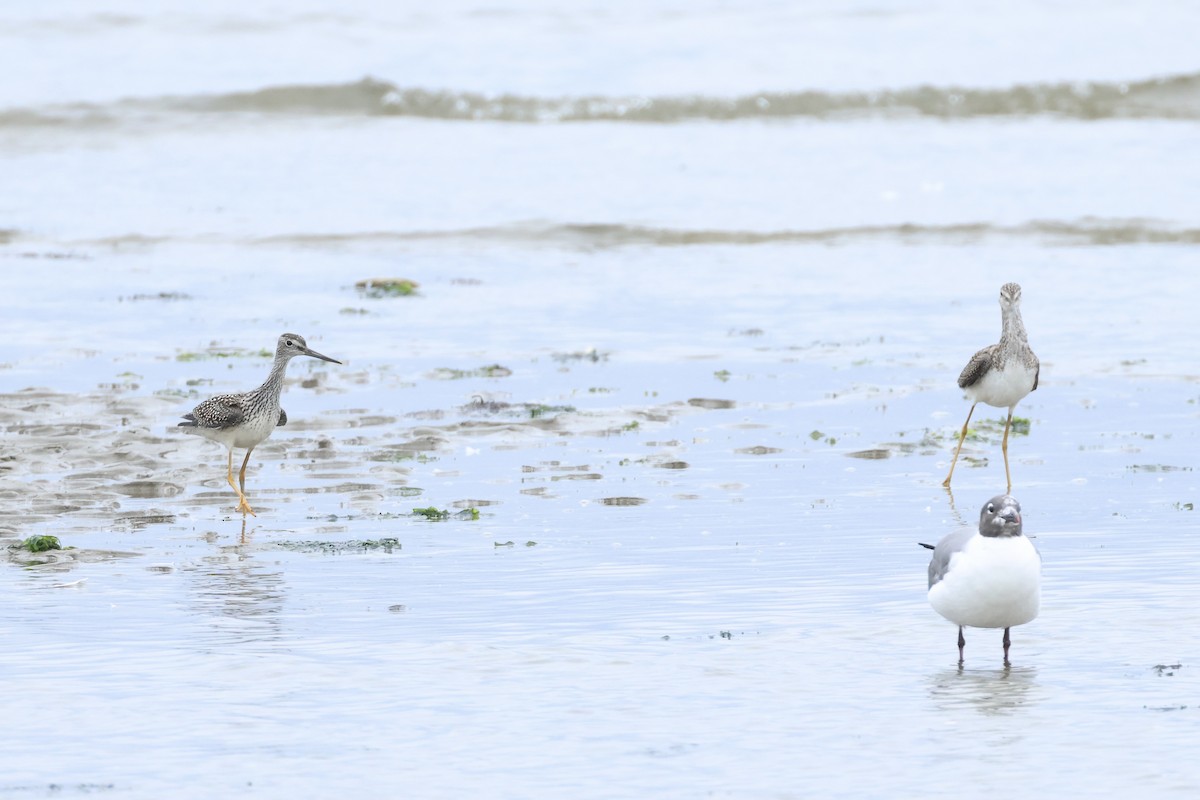 Greater Yellowlegs - ML640567141