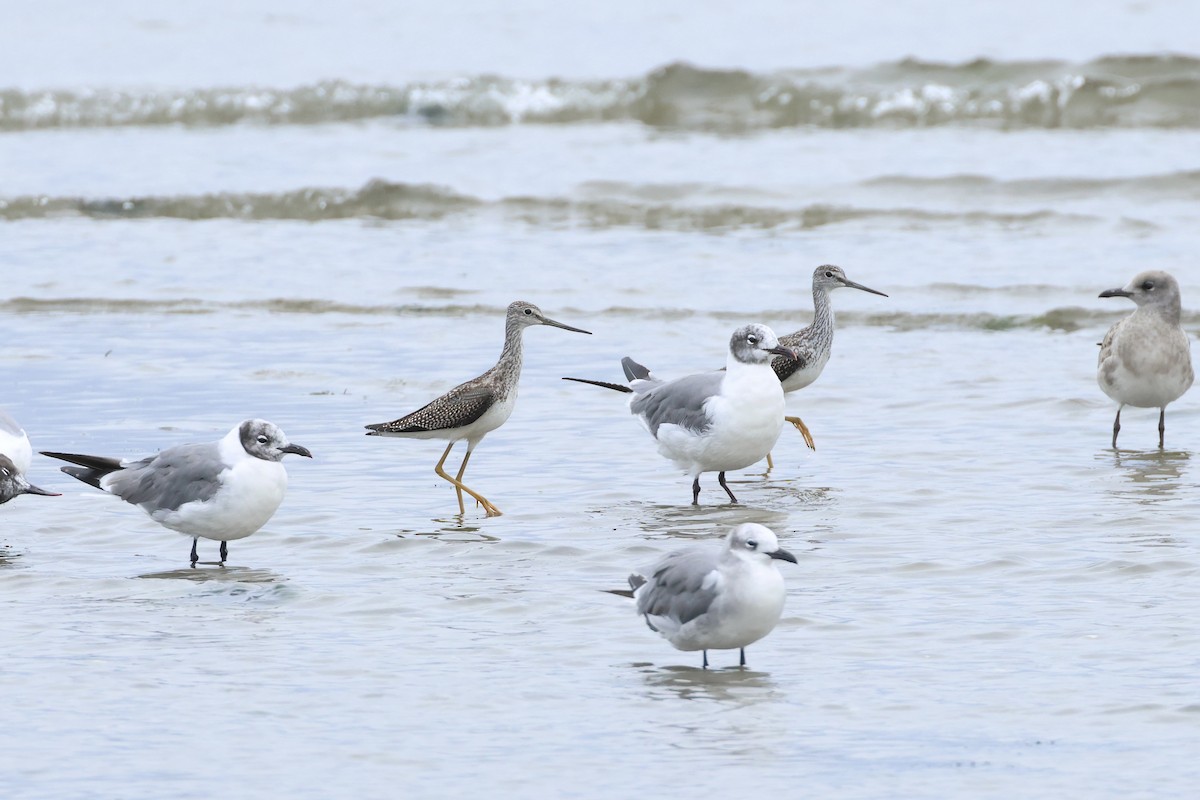 Greater Yellowlegs - ML640567142
