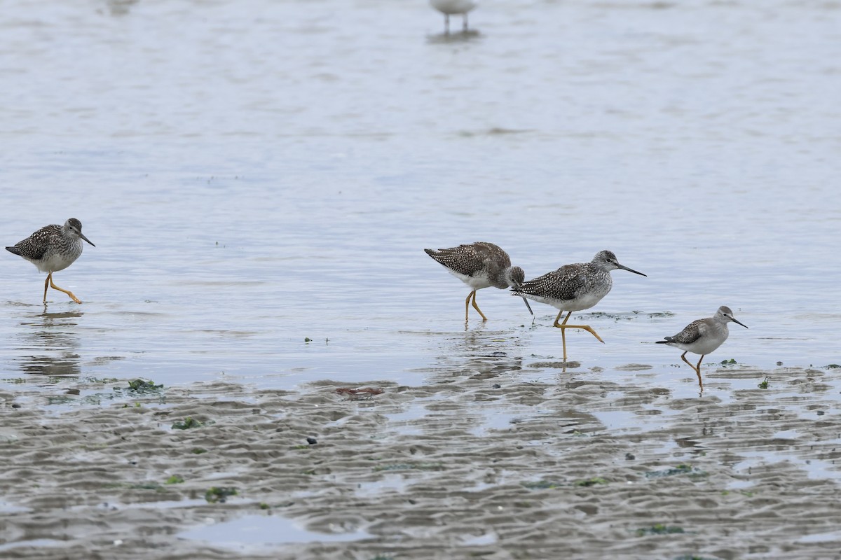 Greater Yellowlegs - ML640567144