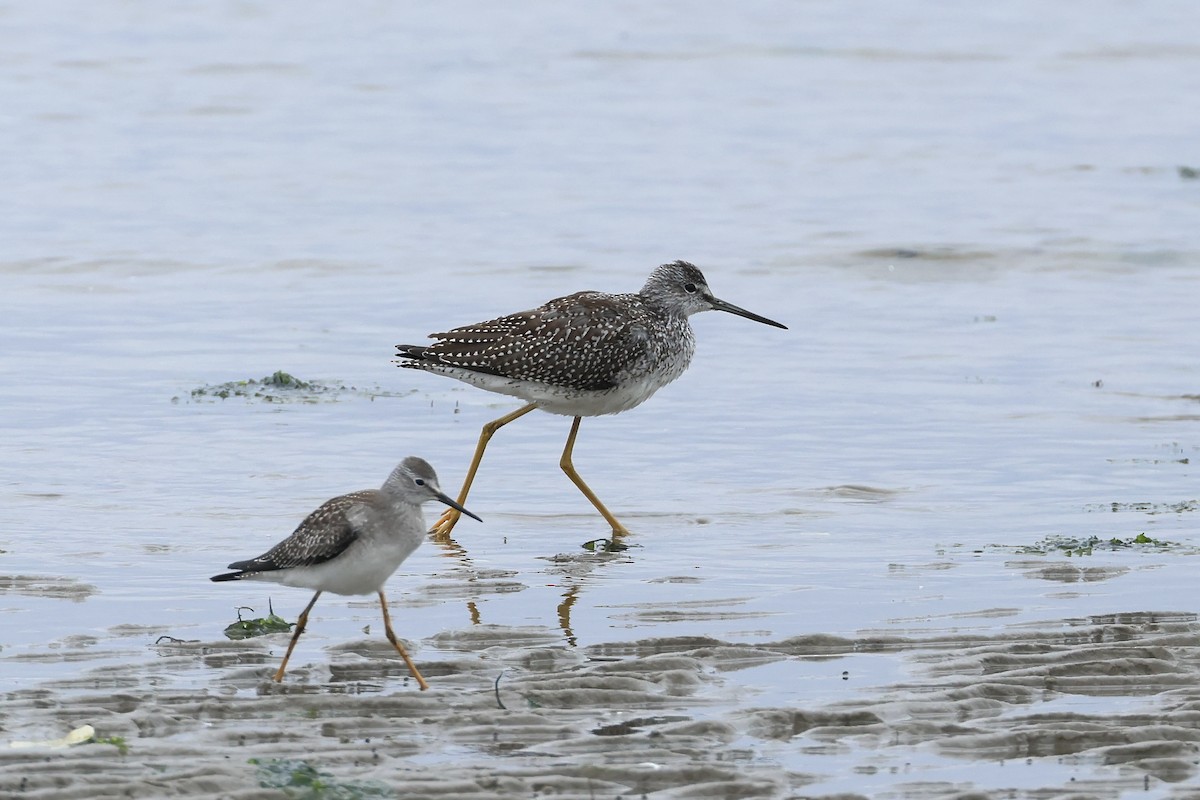 Greater Yellowlegs - ML640567145