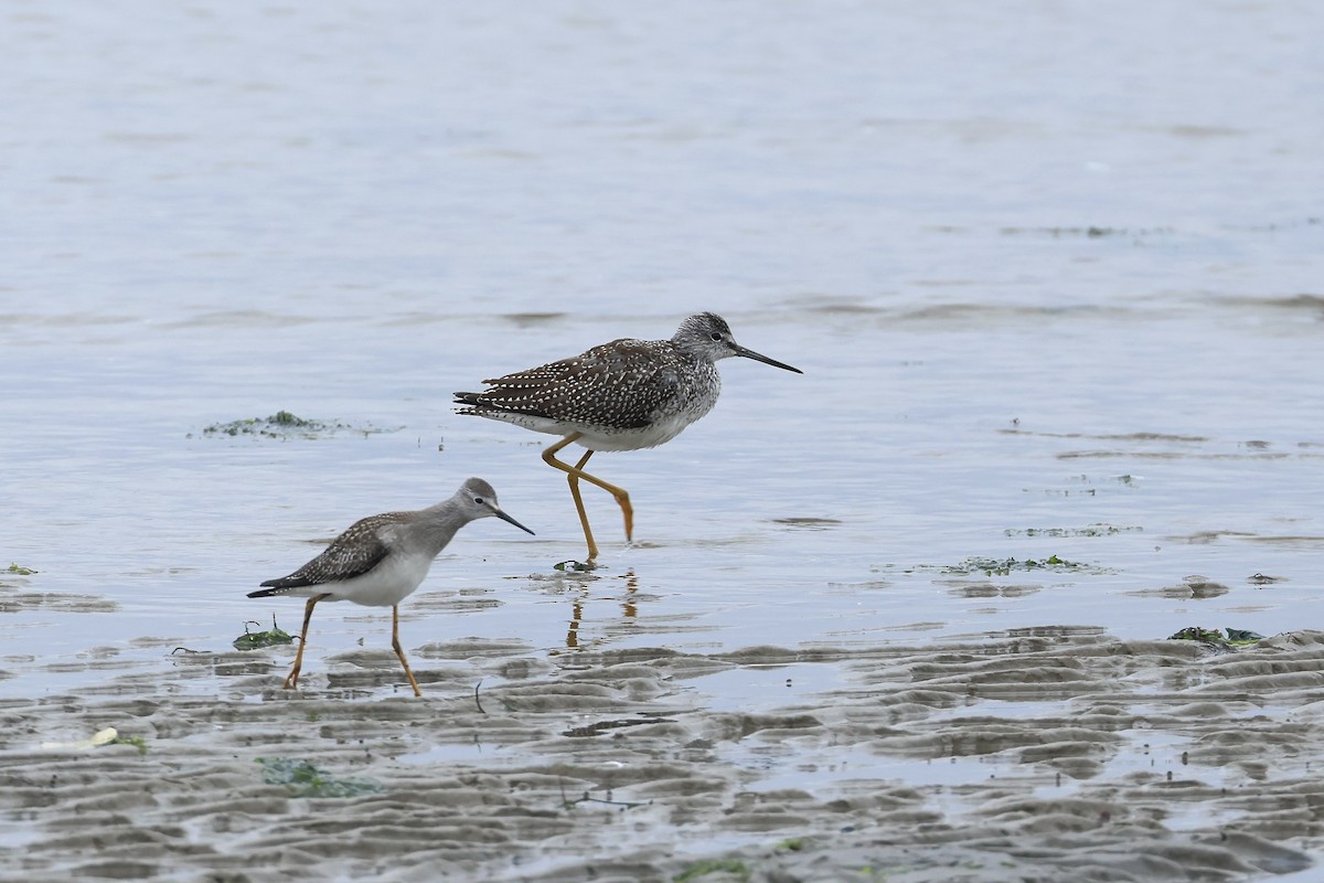 Greater Yellowlegs - ML640567146