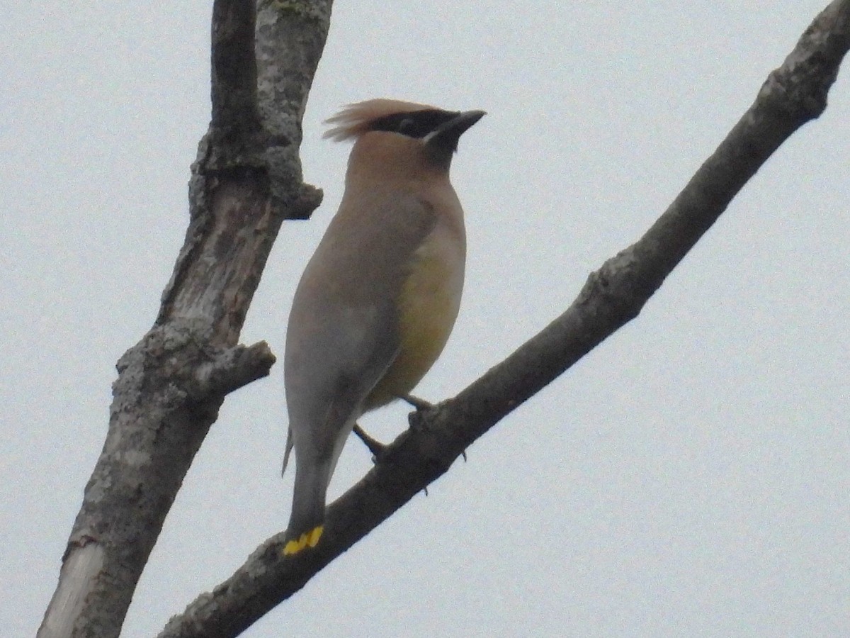 Cedar Waxwing - ML640567189