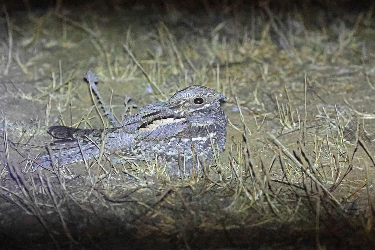 Eurasian Nightjar - ML640567207