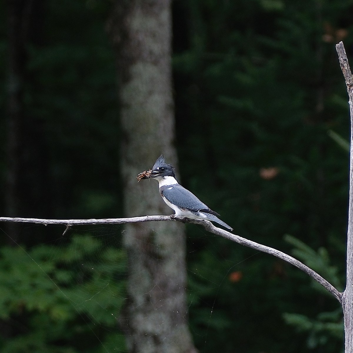 Belted Kingfisher - ML640567265