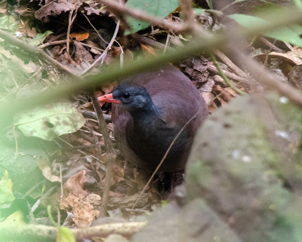 Tataupa Tinamou - ML640567342