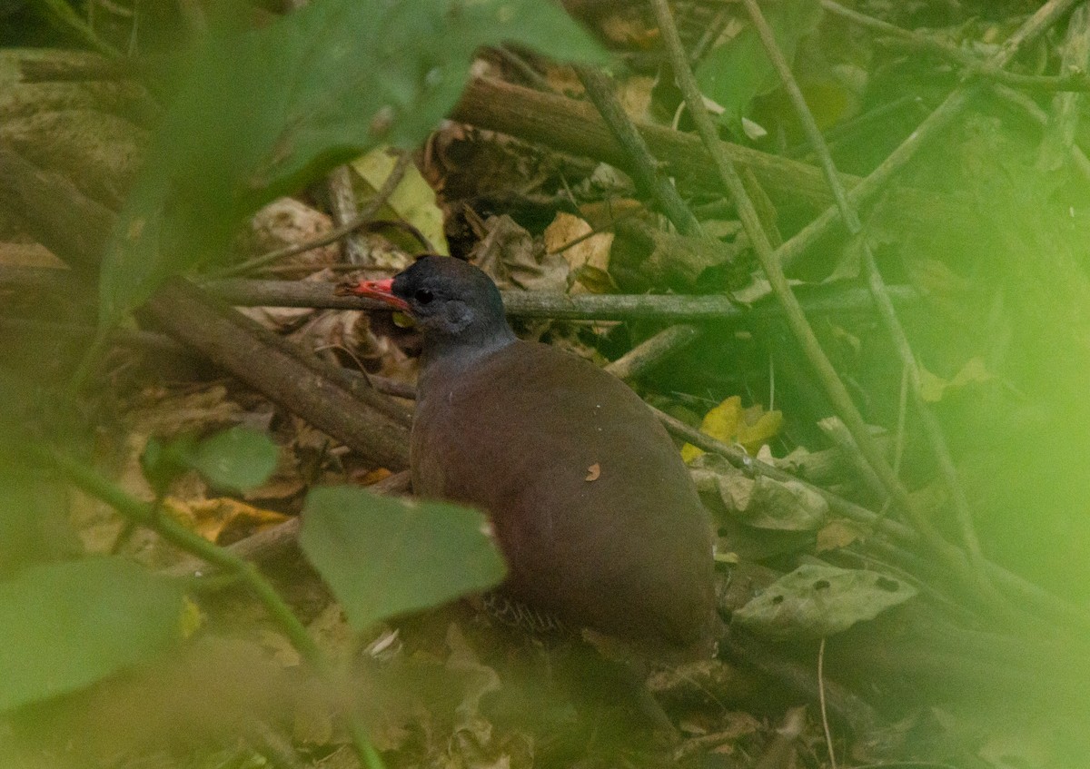 Tataupa Tinamou - ML640567343