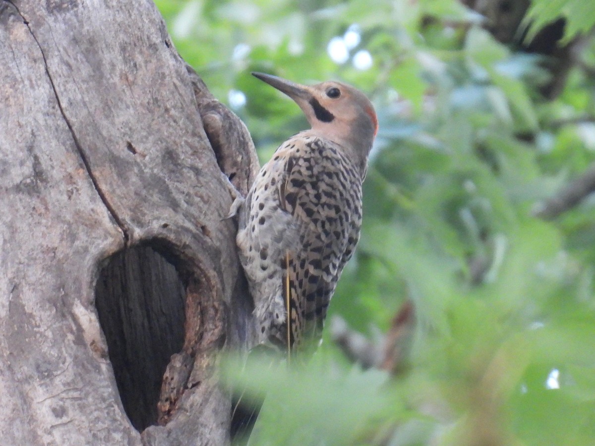 Northern Flicker - ML640567477