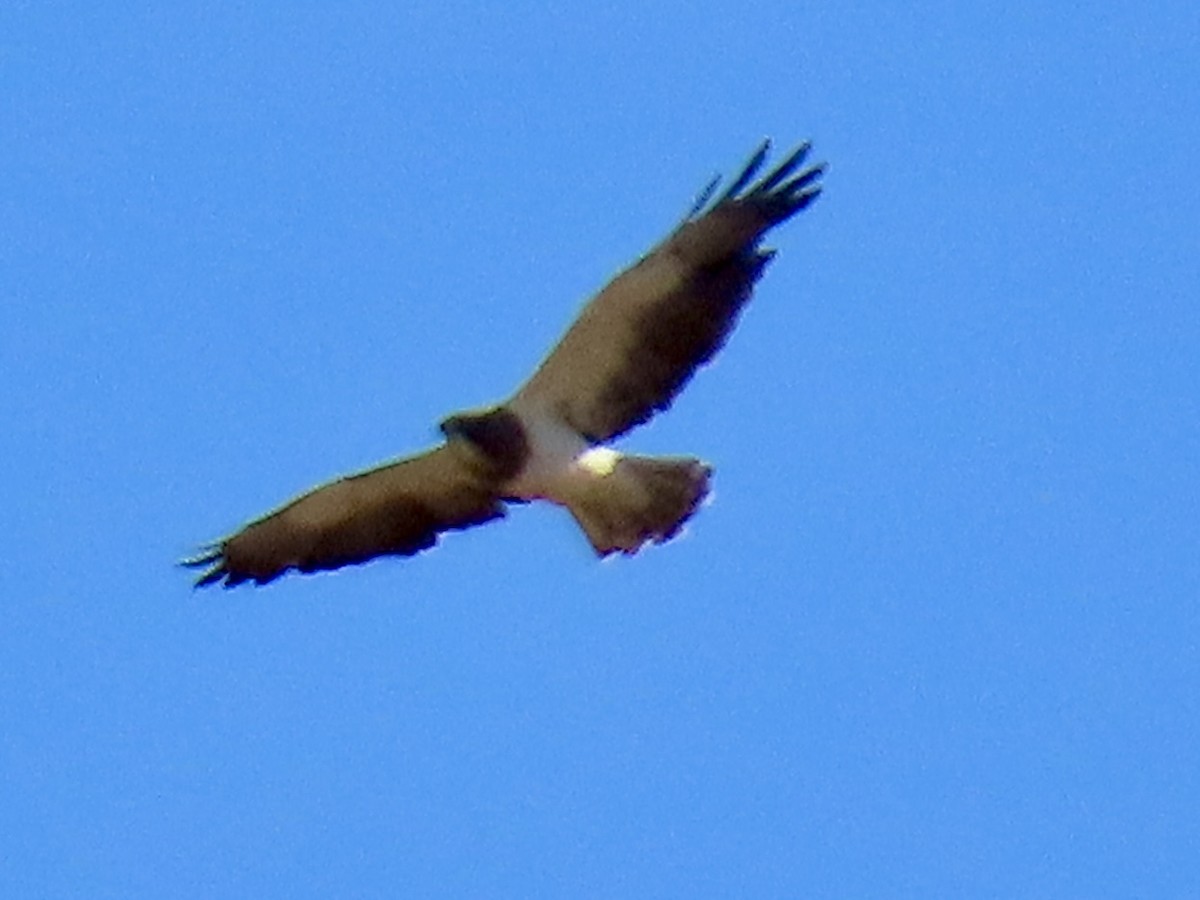 アレチノスリ - ML640567684