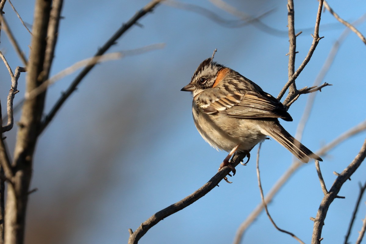Rufous-collared Sparrow - ML640567711